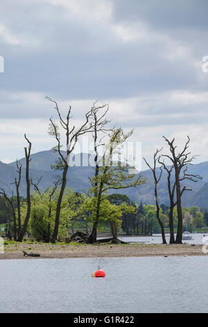 Des arbres sur la rive d'Ullswater dans le Lake District Banque D'Images