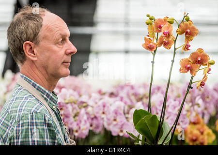 Jim Durrant, de McBeans Orchidées de Cooksbridge, près de Lewes, East Sussex, se préparer pour la semaine prochaine, la Chelsea Flower Show. Banque D'Images