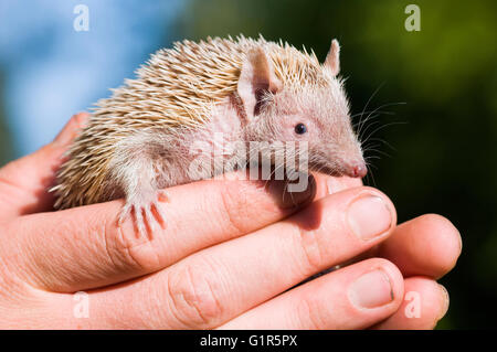 Le Tenrec moindre Hedghog lieu doucement par le Gardien de Zoo Banque D'Images