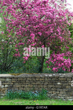 Pommetier en fleurs dans l'Oxfordshire, Angleterre Banque D'Images