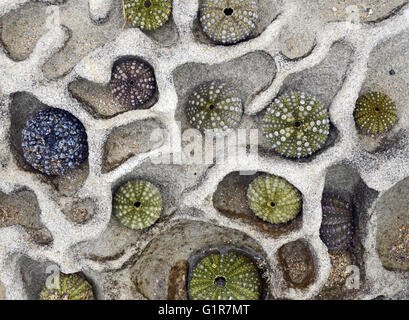 Collection de coquilles d'oursins colorés disposés sur un cerveau,-comme à la mer de rochers de grès Banque D'Images