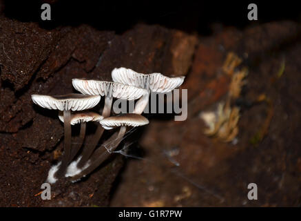 Brown et blanc champignons branchies (champignons) croissant sur une souche d'arbre Banque D'Images