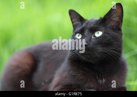 Black Cat looking up dans le jardin Banque D'Images