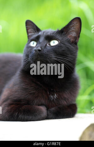 Black Cat looking up dans le jardin Banque D'Images