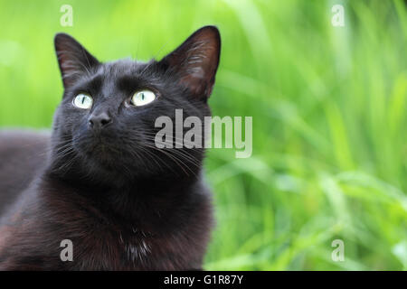 Black Cat looking up dans le jardin Banque D'Images