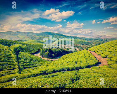 Les plantations de thé vert en Inde Banque D'Images
