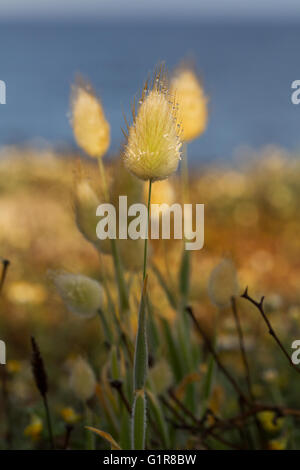 Hare's Tail Grass (Lagurus ovatus) tôt le matin, les petites gouttes de rosée dans les crampons Banque D'Images