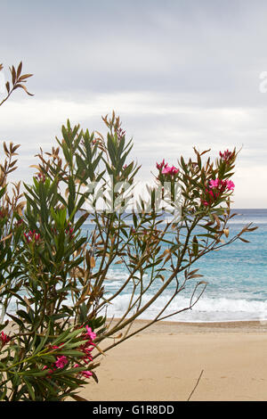 Laurier-rose (Nerium oleander) sur une plage en Grèce Banque D'Images