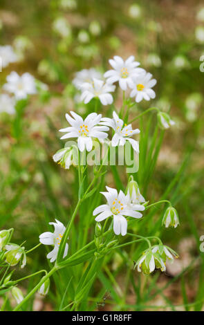 Fleurs blanches de Stellaria holostea, le Addersmeat ou stellaire à plus Banque D'Images