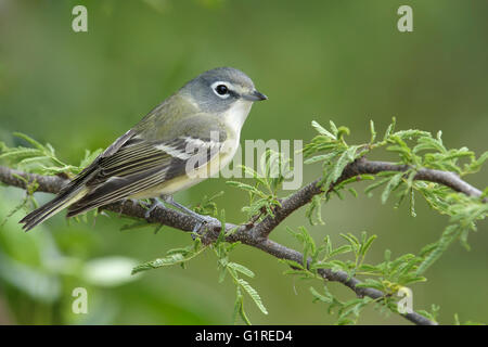 - Viréo à tête bleue Vireo solitarius - adulte Banque D'Images