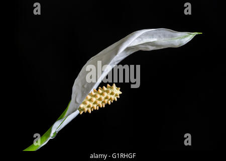 Spathiphyllum blanc fleur de lys sur le fond noir Banque D'Images