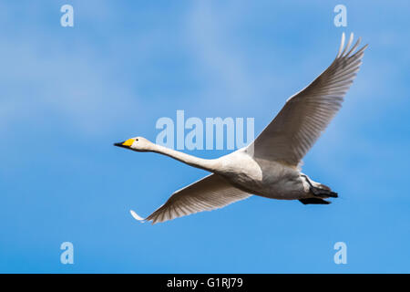 Cygne chanteur en vol Banque D'Images