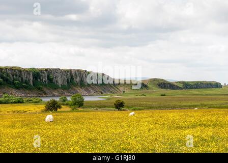 Mur d'Hadrien et Hay Meadow Banque D'Images