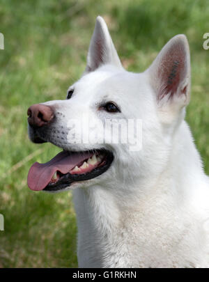 Elkhound blanc suédois Banque D'Images