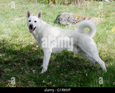 Elkhound blanc suédois Banque D'Images