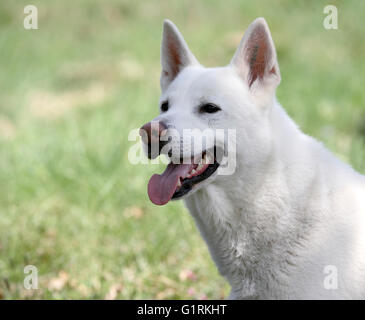 Elkhound blanc suédois Banque D'Images