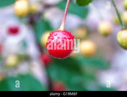 Le griottier, Prunus cerasus, à un jardin Banque D'Images