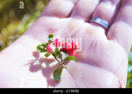 Airelle rouge et blanc brut, Vaccinium vitis-idaea sur une main Banque D'Images