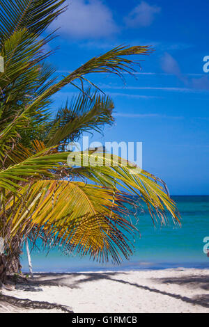 Palmiers et ciel bleu paradis à la plage de Bavaro à Punta cana Banque D'Images