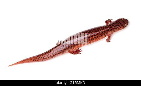 Salamandre rouge (Pseudotriton ruber) isolé sur fond blanc Banque D'Images