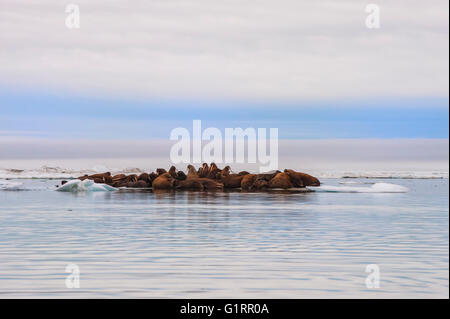 Groupe de morse (Odobenus rosmarus) reposant sur un flux de Glace Bay, Krassine, l'île Wrangel, Chuckchi Mer, Tchoukotka, Extrême-Orient russe Banque D'Images