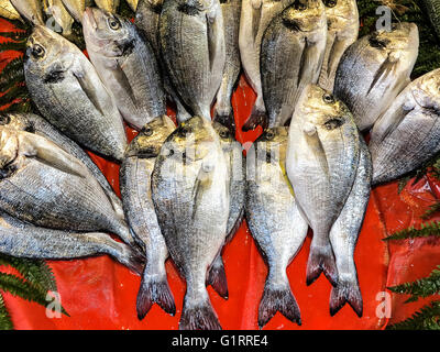 Poisson cru frais - gilt head bream Banque D'Images