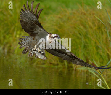 Balbuzard pêcheur (Pandion haliaetus) en vol avec les proies, truite arc-en-ciel (Oncorhynchus mykiss), Tampere, Finlande occidentale, Finlande Banque D'Images
