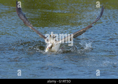 Balbuzard pêcheur (Pandion haliaetus), commence après la chasse d'eau des lacs, les poissons capturés, truite arc-en-ciel (Oncorhynchus mykiss), Tampere Banque D'Images