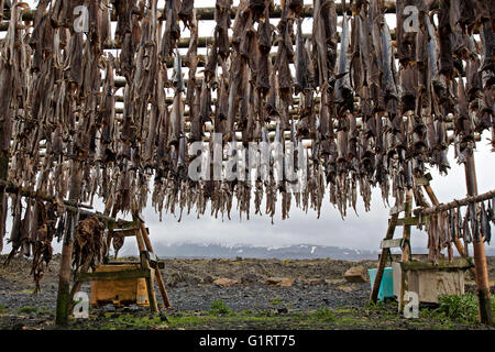 Le poisson séché, poisson accroché à sécher sur une grille, l'Islande Banque D'Images