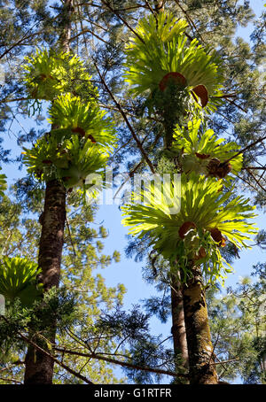 Staghorn fern (Mer légère superbum) growing on tree dans un habitat naturel, Fraser Island, Great Sandy National Park, Queensland Banque D'Images