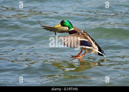 Le Canard colvert (Anas platyrhynchos) Drake Landing, le lac de Zoug, Zug, Suisse Banque D'Images