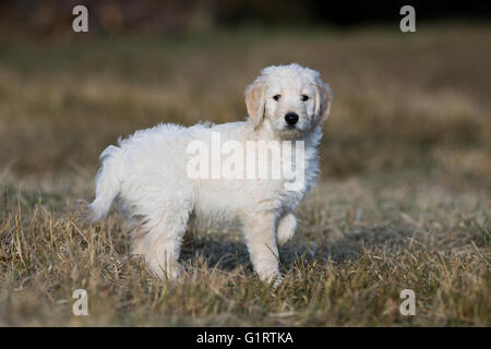 Goldendoodle sur le pré, chiot, chien, Tyrol, Autriche Banque D'Images