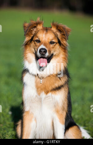 Chien de race mixte, mongrel assis dans un pré, portrait, Tyrol du Nord, l'Autriche, Europe Banque D'Images