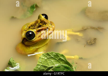 Grenouille d'arbre Trachycephalus jordani (Trachycephalus jordani), homme dans un étang, un parc, l'Équateur Jorupe Banque D'Images