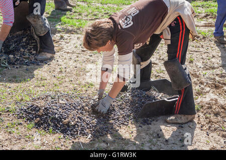 Jaen, Espagne - janvier 2008, 23 : des agricultrices au cours de la campagne d'oliviers dans un champ d'oliviers Banque D'Images