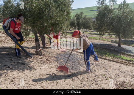 Jaen, Espagne - janvier 2008, 23 : au cours de la campagne d'oliviers dans un champ d'oliviers Banque D'Images