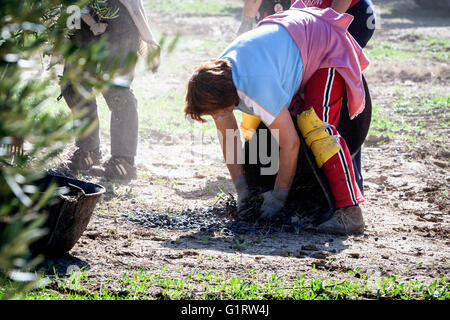 Jaen, Espagne - janvier 2008, 23 : des agricultrices au cours de la campagne d'oliviers dans un champ d'oliviers Banque D'Images