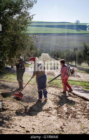 Jaen, Espagne - janvier 2008, 23 femmes au cours de l'agriculture : compilation d'olive campagne, les souffleurs de verre machines à poignée accum Banque D'Images