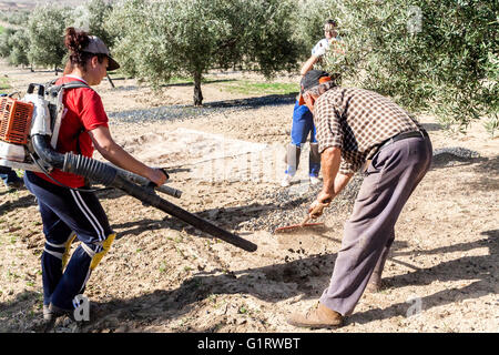 Jaen, Espagne - janvier 2008, 23 : les femmes au cours de l'agriculture campagne compilation d'olive Banque D'Images