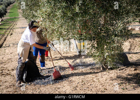 Jaen, Espagne - janvier 2008, 23 femmes au cours de l'agriculture : compilation d'olive campagne, les souffleurs de verre machines à poignée accum Banque D'Images