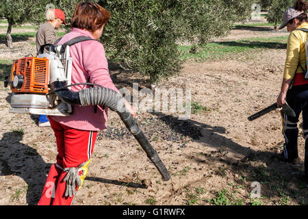 Jaen, Espagne - janvier 2008, 23 : des agricultrices au cours de la campagne de récolte des olives, prendre en Jaen, Espagne Banque D'Images