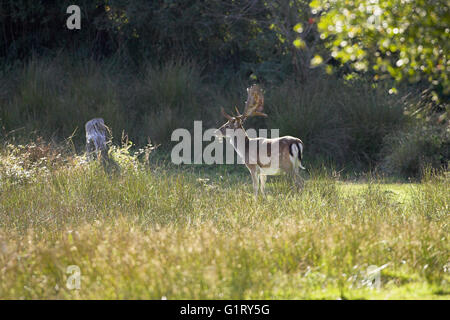 Le daim Dama dama buck dans un sanctuaire de Bolderwood Deer Parc national New Forest Hampshire Angleterre Banque D'Images