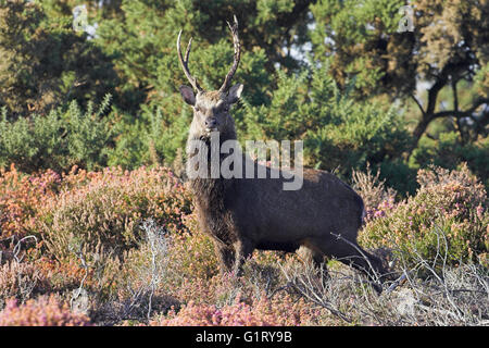 Cerf sika japonais Cervus nippon stag sur la lande Arne réserve RSPB Dorset Angleterre Banque D'Images