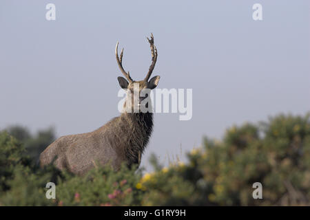 Cerf sika japonais Cervus nippon stag sur la lande Arne réserve RSPB Dorset Angleterre Banque D'Images