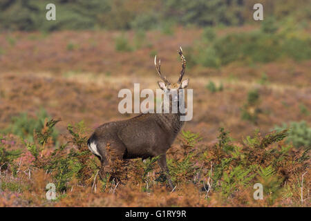 Cerf sika japonais Cervus nippon stag sur la lande Arne réserve RSPB Dorset Angleterre Banque D'Images