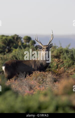 Cerf sika japonais Cervus nippon stag sur la lande Arne réserve RSPB Dorset Angleterre Banque D'Images