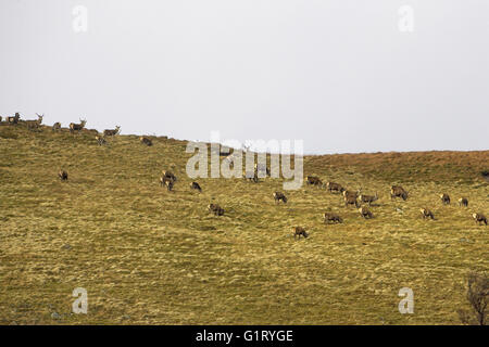 Red Deer Cervus elaphus troupeau de cerfs principalement sur la haute crête au-dessus de la région des Highlands en Écosse Strath Dearn UK Banque D'Images