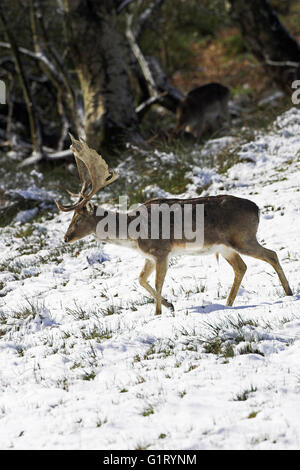 Le daim Dama dama Sanctuaire de Bolderwood Deer Parc national New Forest Hampshire Angleterre Banque D'Images