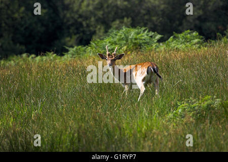 Le daim Dama dama Sanctuaire de Bolderwood Deer Parc national New Forest Hampshire Angleterre Banque D'Images