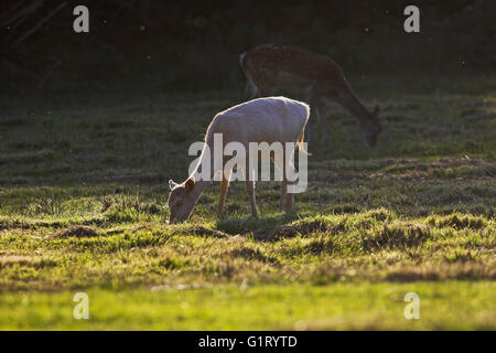 Le daim Dama dama white doe Sanctuaire de Bolderwood Deer Parc national New Forest Hampshire Angleterre Banque D'Images